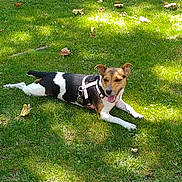 Lilly participe au concours pour gagner de l'argent avec cette photo : animal, backyard, black_and_white, brown_fur, dog, ears, garden, grass, happy, harness, lawn, leash, leaves, lying_down, outdoors, panting, pet, resting, sunlight, tongue