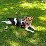 animal, backyard, black_and_white, brown_fur, dog, ears, garden, grass, happy, harness, lawn, leash, leaves, lying_down, outdoors, panting, pet, resting, sunlight, tongue