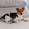 animal, bed, black, blanket, brown, collar, cushion, dog, ears, home, indoors, looking_at_camera, lying_down, pet, portrait, puppy, relaxed, small_dog, tri_color, white