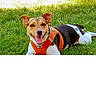 animal, black_and_white, brown, canine, dog, ears, grass, happy, lawn, lying_down, nature, orange_harness, outdoor, pet, playful, portrait, relaxed, smiling, sunlight, tongue