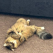 Rosie joined the competition — help win amazing prizes! animal, carpet, cat, cozy, cute, feline, fluffy, fur, home, indoor, looking, lying_down, mammal, paws, pet, relaxed, resting, tabby, tail, whiskers