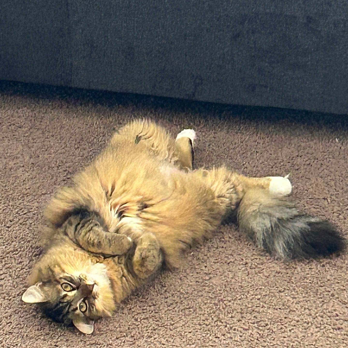 Rosie joined the competition — help win amazing prizes! animal, carpet, cat, cozy, cute, feline, fluffy, fur, home, indoor, looking, lying_down, mammal, paws, pet, relaxed, resting, tabby, tail, whiskers