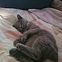 cat, gray_cat, bed, blanket, indoor, relaxing, sleepy, feline, pet, fur, collar, window, curtains, radiator, cozy, soft_lighting, resting, animal, home, comfort
