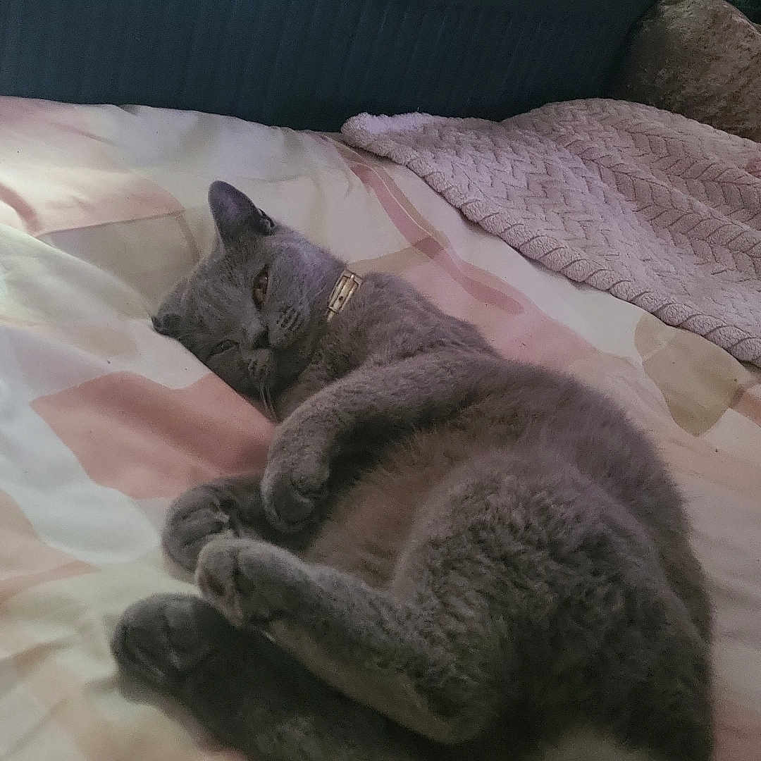 Bella-Rae joined the competition — help win amazing prizes! animal, bed, blanket, cat, collar, comfort, cozy, curtains, feline, fur, gray_cat, home, indoor, pet, radiator, relaxing, resting, sleepy, soft_lighting, window