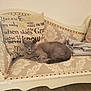 Bella-Rae is registered to the contest to win money with this photo: cat, gray_cat, couch, vintage, cushion, blanket, indoor, resting, sleeping, furniture, patterned_fabric, decor, cozy, pet, animal, relaxing, home, comfortable, fur, nap