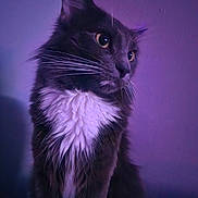 Nibbler joined the competition — help win amazing prizes! animal, cat, close_up, cute, domestic_cat, ears, feline, fluffy, fur_texture, gray_cat, indoor, mystical, pet, portrait, purple_tone, side_view, soft_lighting, thoughtful, whiskers, white_fur