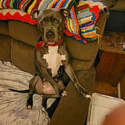 Sadie joined the competition — help win amazing prizes! animal, architecture, armchair, blanket, building, bulldog, canine, chair, couch, cushion, dog, furniture, homedecor, hound, indoors, livingroom, pet, pointer, puppy, room