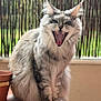 Ursula participe au concours pour gagner de l'argent avec cette photo : cat, fluffy, yawning, pet, animal, feline, indoor, table, plant_pot, fur, whiskers, ears, mouth_open, teeth, tongue, claws, sitting, natural_light, background_blur, domestic