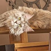 Ursula participe au concours pour gagner de l'argent avec cette photo : cat, fluffy, table, wood, clock, bag, indoor, pet, curious, relaxed, furniture, domestic, animal, whiskers, ears, eyes, long_hair, cute, resting, home