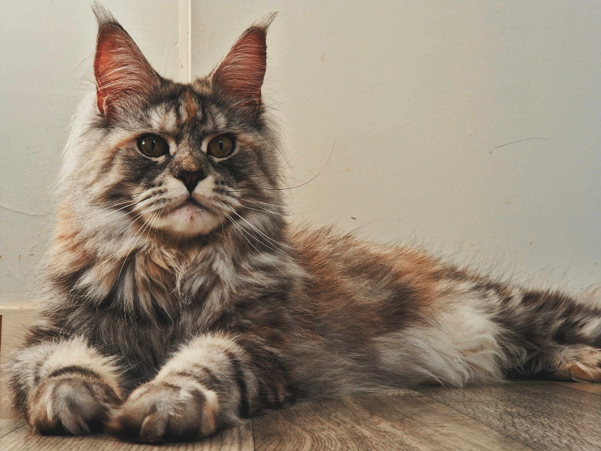 Ursula a rejoint le concours — aidez-le/la à gagner de superbes lots ! cat, fluffy, indoor, floor, wooden_floor, lying_down, pet, feline, fur, ears, whiskers, home, animal, mammal, tabby, relaxed, closeup, portrait, cute, domestic_cat