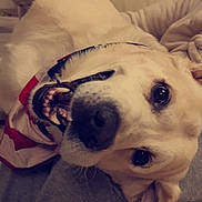 Elliot participe au concours pour gagner de l'argent avec cette photo : dog, golden_retriever, indoor, couch, pet, smiling, teeth, playful, face, fur, canine, head_tilt, close_up, relaxed, domestic, animal, light, cozy, living_room, cute