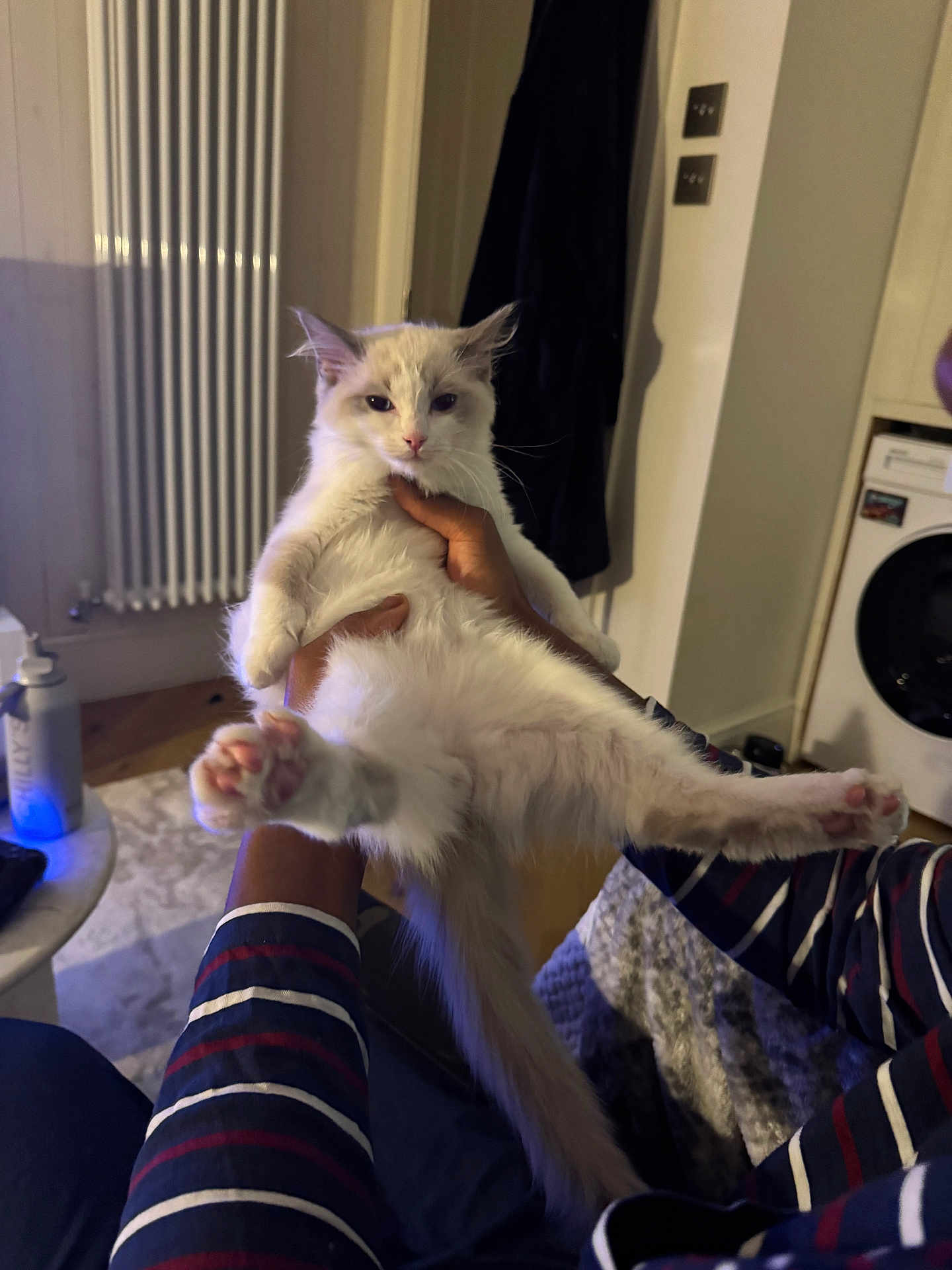 Lenny is registered to the contest to win money with this photo: animal, bottle, cat, cozy, fur, furniture, gray_cat, hand, holding, home, indoor, paw, person, pet, radiator, relaxed, striped_clothing, table, washing_machine, white_cat