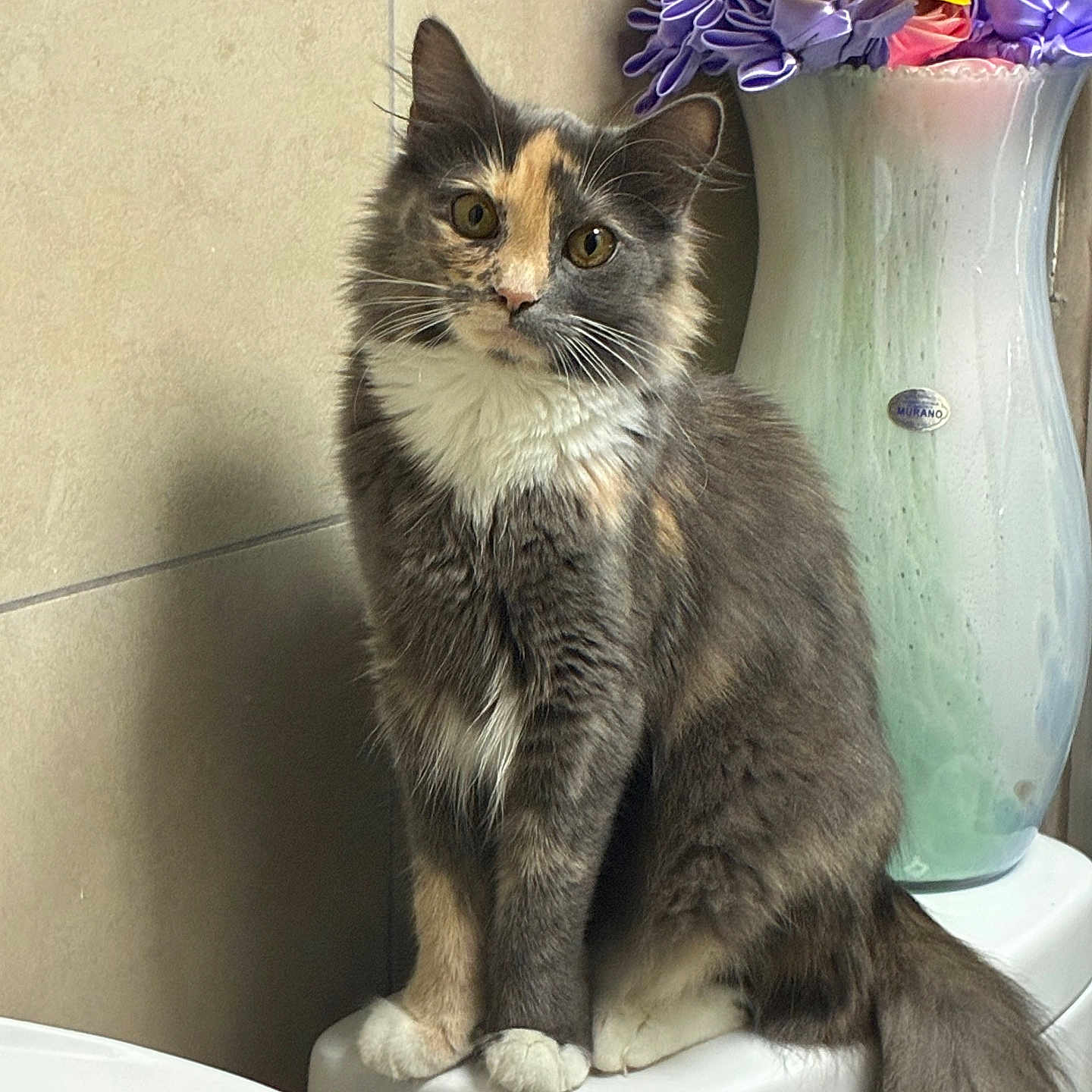 Chiki joined the competition — help win amazing prizes! animal, bathroom, cat, ceramic, curious, decor, eyes, feline, flowers, fluffy, fur, indoor, multicolored, paws, pet, sitting, tail, toilet, vase, whiskers