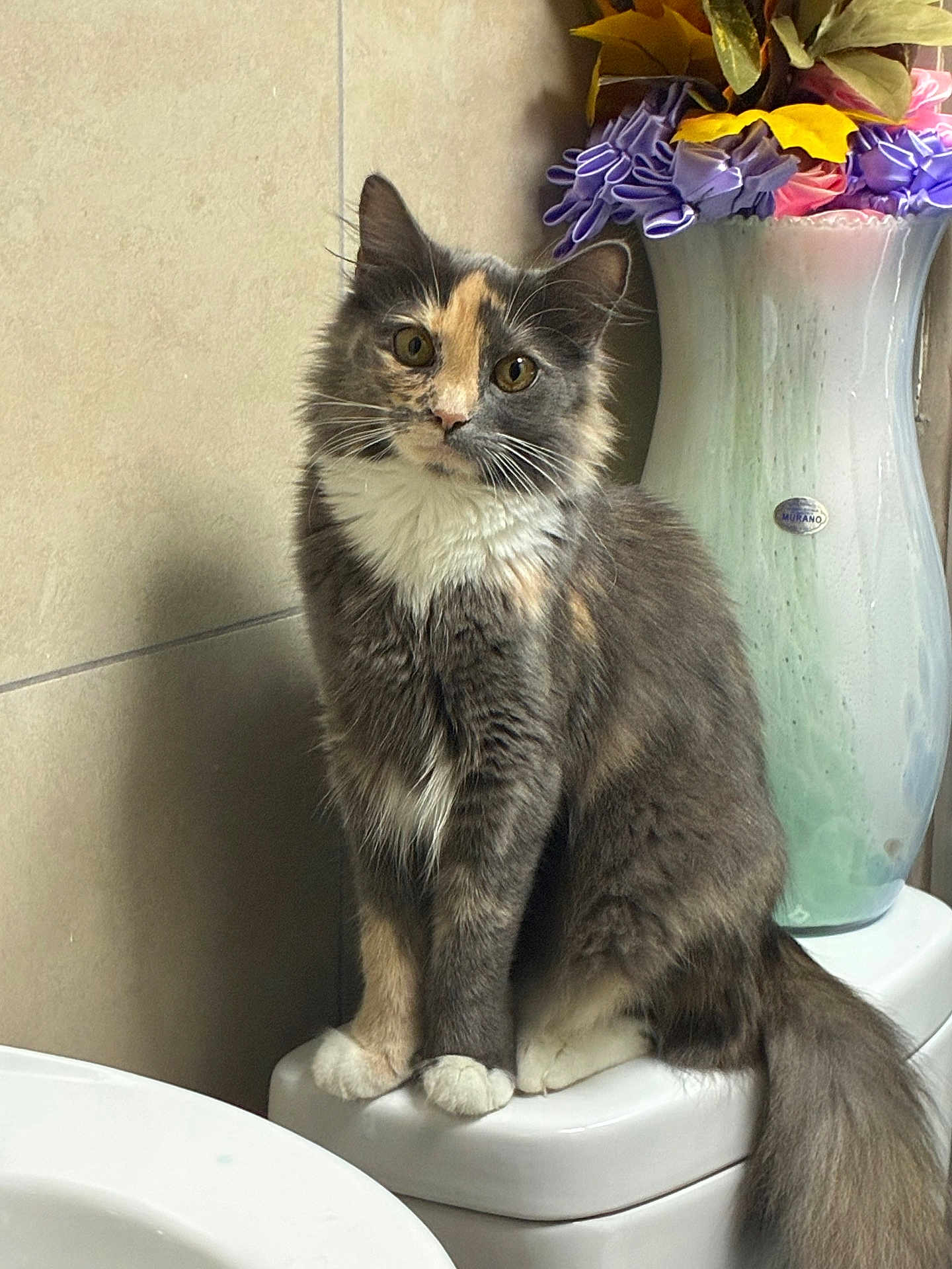 Chiki joined the competition — help win amazing prizes! cat, feline, pet, fluffy, indoor, sitting, curious, multicolored, animal, whiskers, tail, vase, flowers, ceramic, toilet, bathroom, fur, eyes, paws, decor