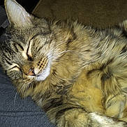 Baby is registered to the contest to win money with this photo: cat, tabby, sleeping, fur, whiskers, closeup, pet, animal, relaxed, cute, domestic_cat, feline, resting, cozy, indoor, soft, mammal, ears, nose, peaceful