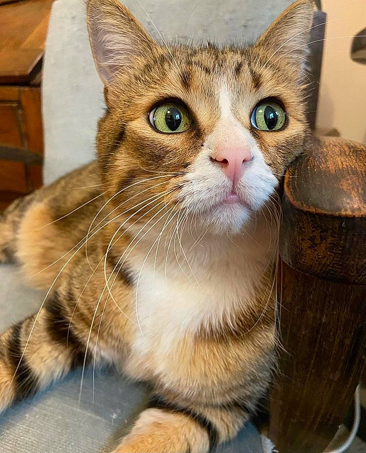 Python participe au concours pour gagner de l'argent avec cette photo : aegean_cat, american_shorthair, american_wirehair, arabian_mau, asian, australian_mist, carnivore, cat, domestic_short_haired_cat, dragon_li, european_shorthair, fawn, felidae, kitten, mammal, small_to_medium_sized_cats, somali, tabby_cat, vertebrate, whiskers