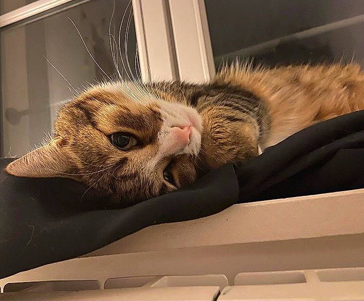 Python a rejoint le concours — aidez-le/la à gagner de superbes lots ! american_shorthair, asian, carnivore, cat, comfort, domestic_short_haired_cat, dragon_li, ear, european_shorthair, eye, felidae, fur, kitten, nap, paw, sleep, small_to_medium_sized_cats, tabby_cat, whiskers