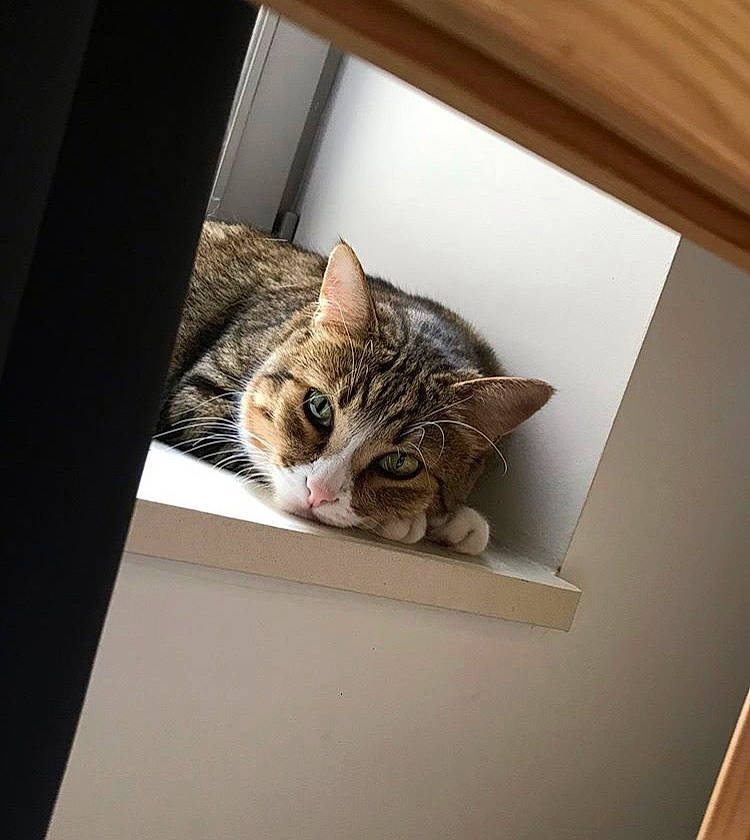 Python participe au concours pour gagner de l'argent avec cette photo : american_shorthair, asian, bengal, carnivore, cat, domestic_short_haired_cat, dragon_li, european_shorthair, fawn, felidae, fur, kitten, ocicat, small_to_medium_sized_cats, tabby_cat, toyger, whiskers