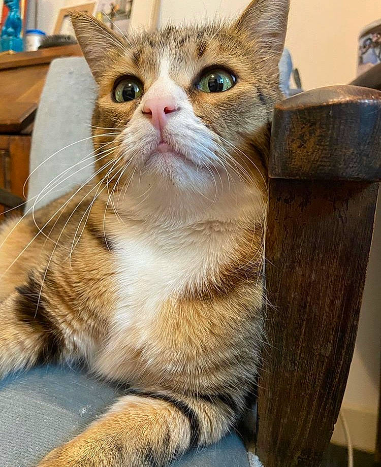 Python a rejoint le concours — aidez-le/la à gagner de superbes lots ! aegean_cat, american_wirehair, asian, asian_semi_longhair, carnivore, cat, domestic_short_haired_cat, european_shorthair, fawn, felidae, kitten, mammal, ojos_azules, small_to_medium_sized_cats, snout, tabby_cat, turkish_van, vertebrate, whiskers