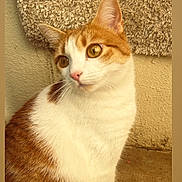 Dixie a rejoint le concours — aidez-le/la à gagner de superbes lots ! cat, pet, feline, orange_tabby, white_fur, close_up, portrait, whiskers, golden_eyes, pink_nose, ears, sitting, carpet, wall, concrete_floor, texture, fur, domestic_animal, indoor, cute