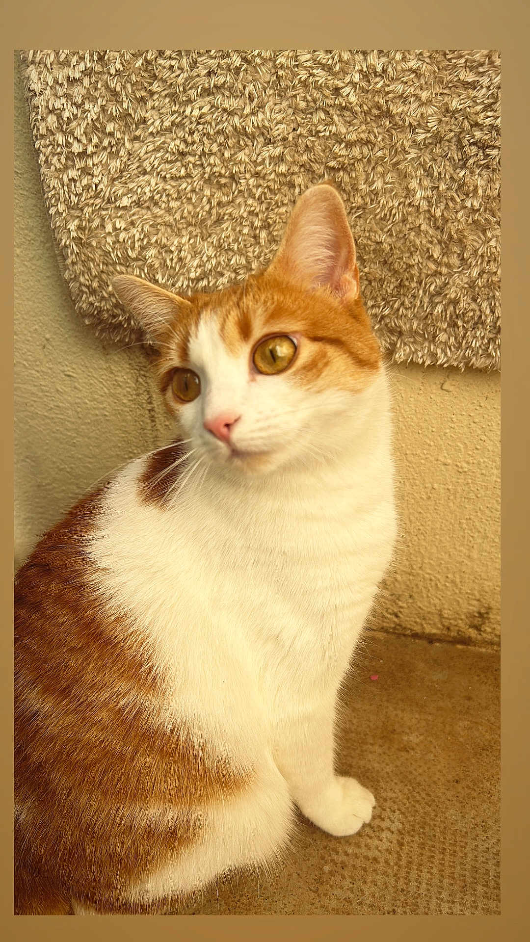 Dixie a rejoint le concours — aidez-le/la à gagner de superbes lots ! cat, pet, feline, orange_tabby, white_fur, close_up, portrait, whiskers, golden_eyes, pink_nose, ears, sitting, carpet, wall, concrete_floor, texture, fur, domestic_animal, indoor, cute
