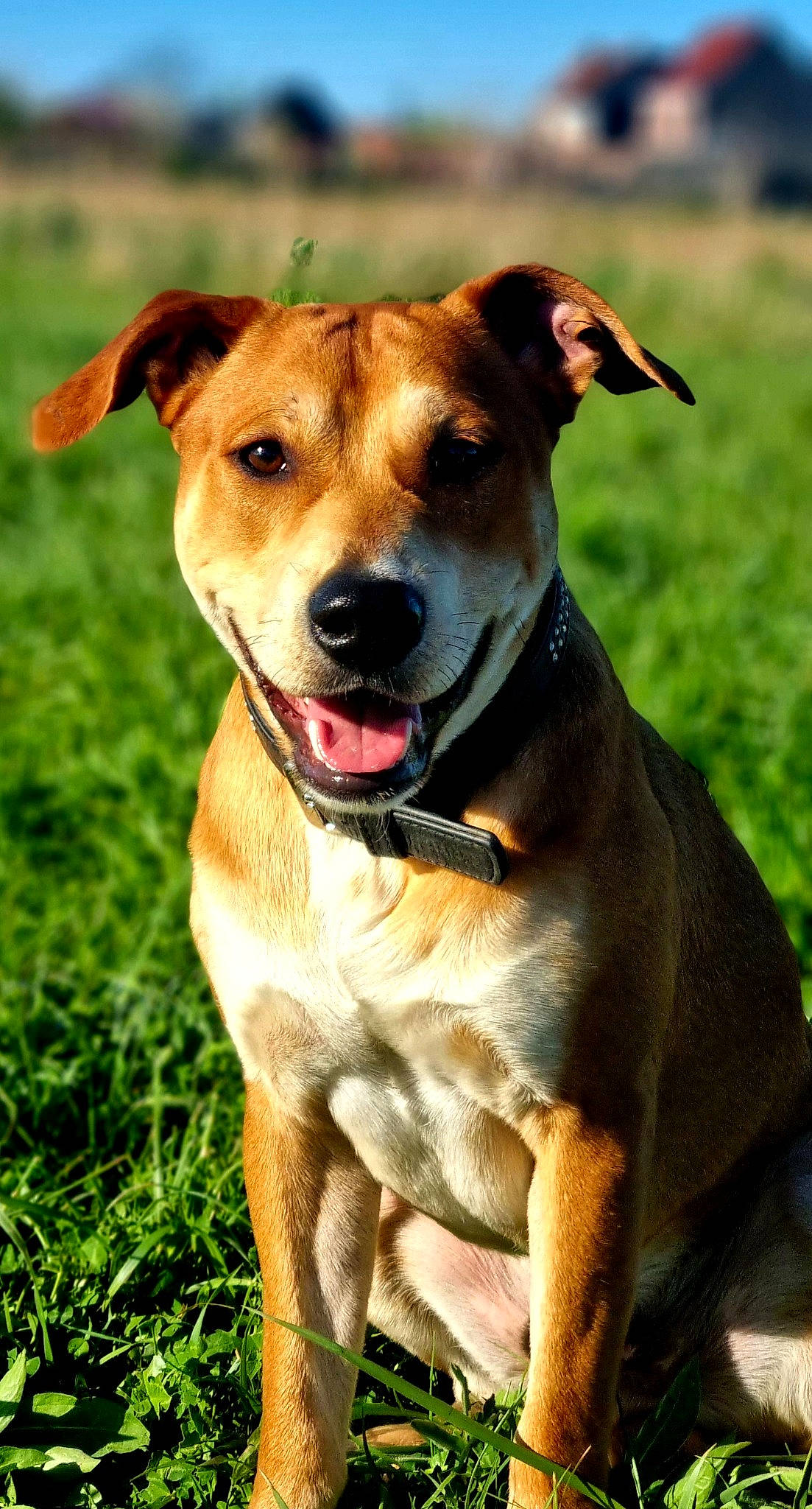 Boudha participe au concours pour gagner de l'argent avec cette photo : canidae, carnivore, collar, companion_dog, dog, dog_breed, dog_collar, dog_supply, fashion_accessory, fawn, fur, grass, hunting_dog, leash, pet_supply, plant, sporting_group, whiskers, working_animal, working_dog