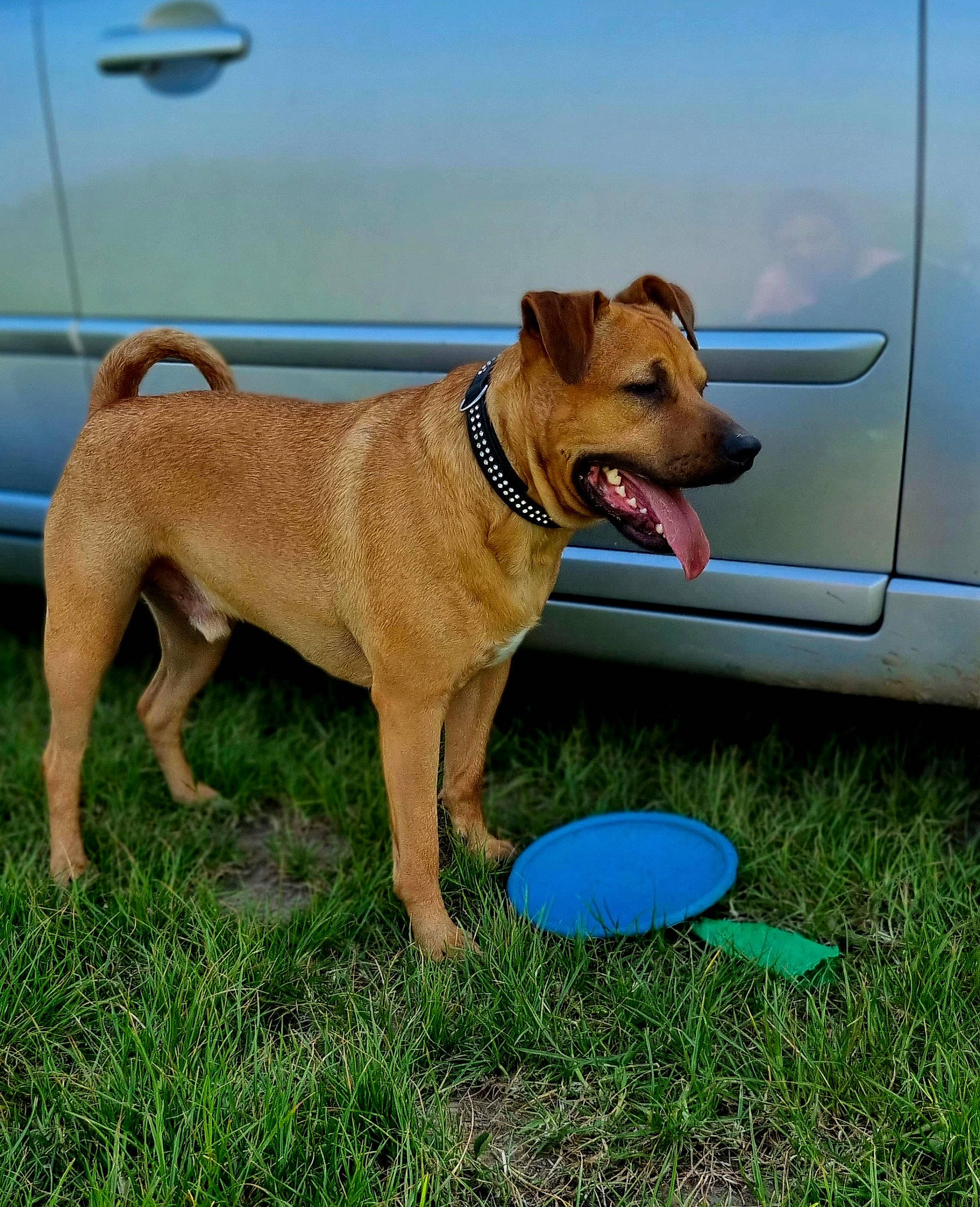 Loca Vatos a rejoint le concours — aidez-le/la à gagner de superbes lots ! car, carnivore, chair, collar, companion_dog, dog, dog_breed, dog_collar, dog_supply, fashion_accessory, fawn, grass, hood, leash, pet_supply, snout, tail, vehicle, vehicle_door, working_animal