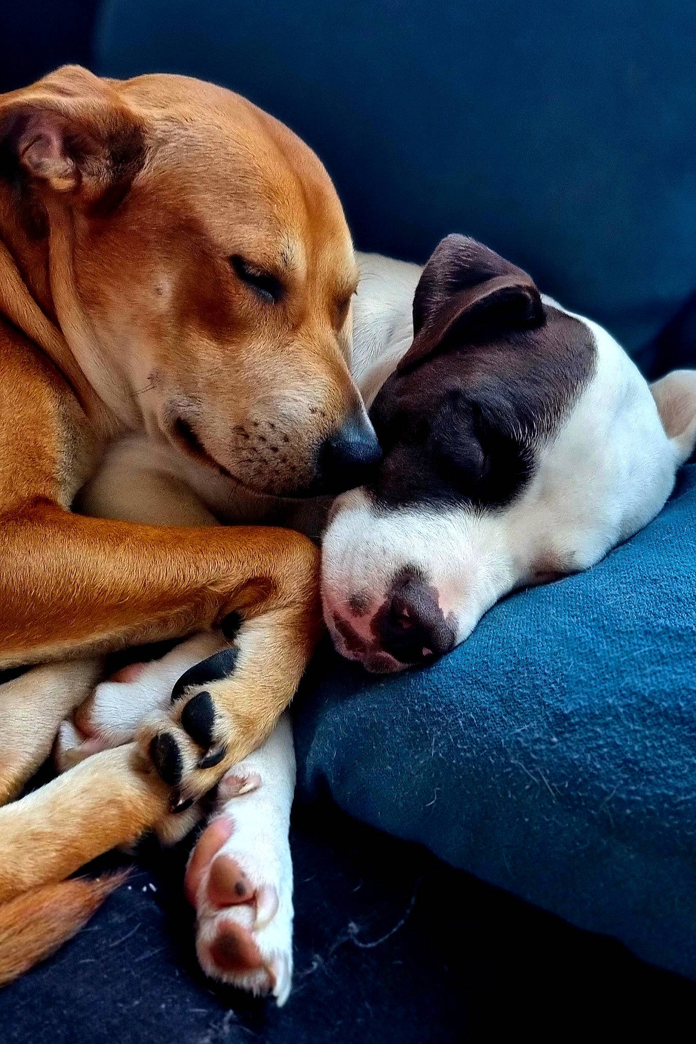 Loca Vatos a rejoint le concours — aidez-le/la à gagner de superbes lots ! canidae, carnivore, collar, comfort, companion_dog, dog, dog_breed, dog_collar, dog_supply, fawn, fur, hound, nap, paw, puppy_love, snout, sporting_group, street_dog, whiskers, working_animal