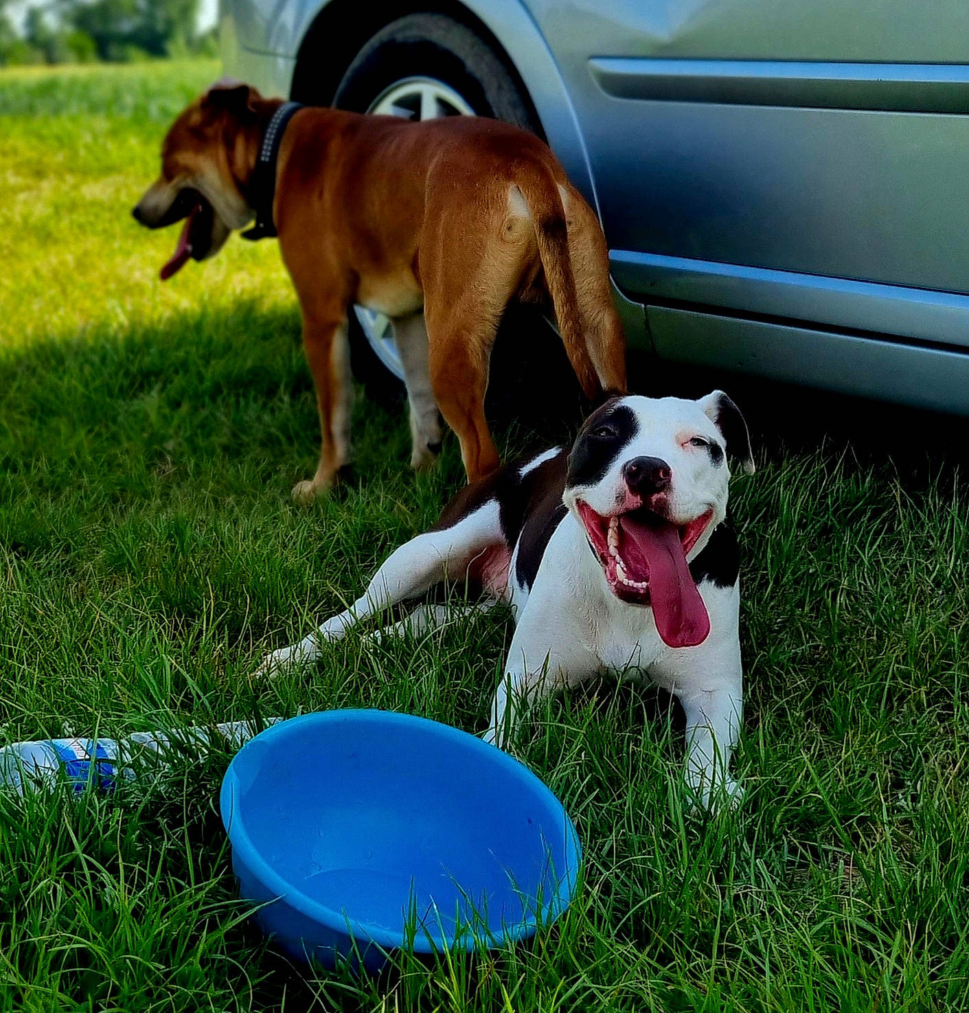 Loca Vatos participe au concours pour gagner de l'argent avec cette photo : ball, car, carnivore, collar, companion_dog, dog, dog_breed, dog_supply, door, fawn, fender, grass, mammal, plant, sporting_group, tire, vehicle, vehicle_door, vertebrate, wheel