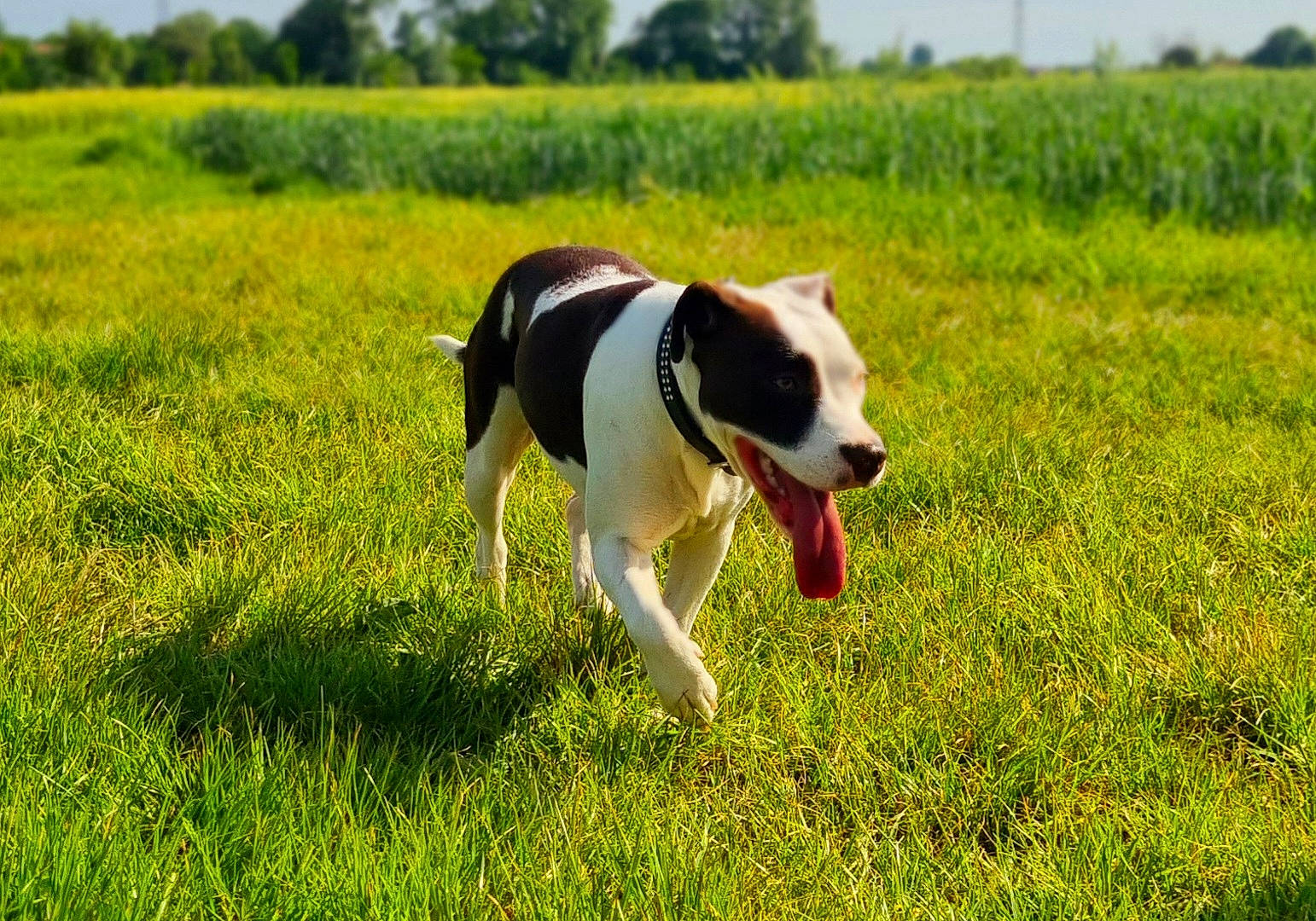 Loca Vatos a rejoint le concours — aidez-le/la à gagner de superbes lots ! canidae, carnivore, collar, companion_dog, dog, dog_breed, fawn, field, grass, grassland, landscape, meadow, natural_landscape, plant, rural_area, sky, sporting_group, tail, tree, working_animal