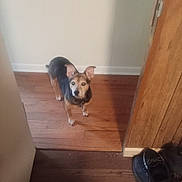 Bella joined the competition — help win amazing prizes! attention, baseboard, collar, dog, doorframe, doorway, ears_up, flooring, hardwood_floor, home_interior, indoor, looking_up, paws, pet, shadow, shoes, small_dog, standing, wall, wooden_panel