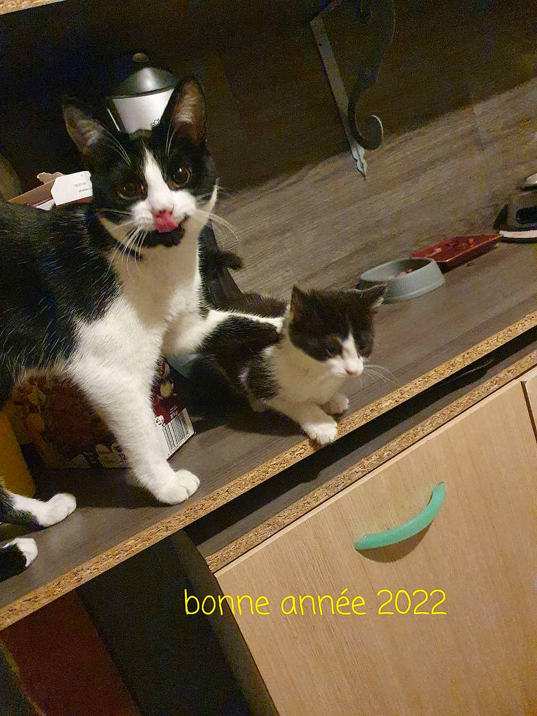 Nina participe au concours pour gagner de l'argent avec cette photo : carnivore, cat, claw, comfort, companion_dog, domestic_short_haired_cat, felidae, flooring, formal_wear, fur, hardwood, lap, paw, photo_caption, sitting, small_to_medium_sized_cats, snout, tail, whiskers, wood