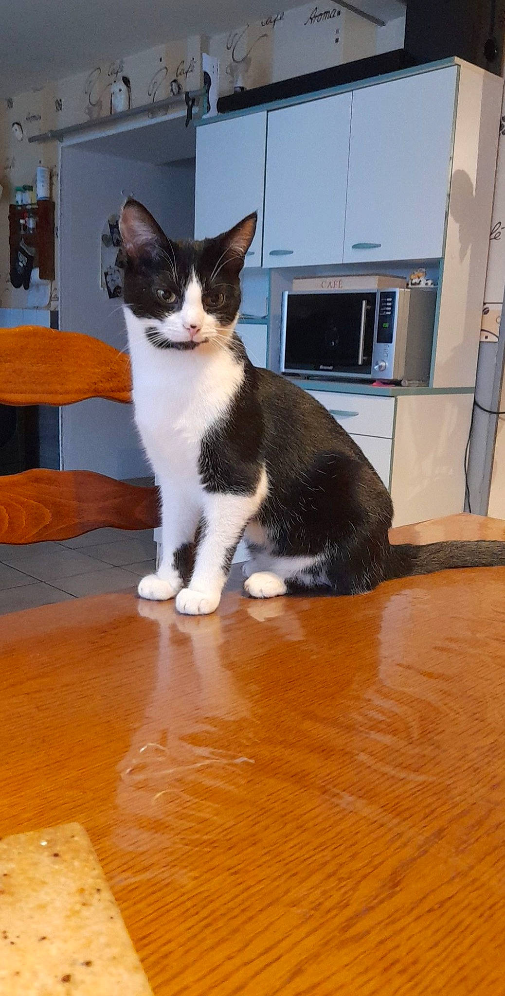 Nina participe au concours pour gagner de l'argent avec cette photo : carnivore, cat, domestic_short_haired_cat, felidae, flooring, formal_wear, fur, hardwood, laminate_flooring, paw, room, sitting, small_to_medium_sized_cats, snout, tail, varnish, whiskers, wood, wood_flooring, wood_stain