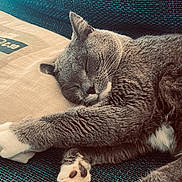 Ostri a rejoint le concours — aidez-le/la à gagner de superbes lots ! cat, sleeping, paw, cushion, pillow, fur, whiskers, relaxation, indoor, closeup, pet, animal, cozy, rest, mammal, gray, white, texture, comfort, cute