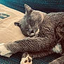 cat, sleeping, paw, cushion, pillow, fur, whiskers, relaxation, indoor, closeup, pet, animal, cozy, rest, mammal, gray, white, texture, comfort, cute