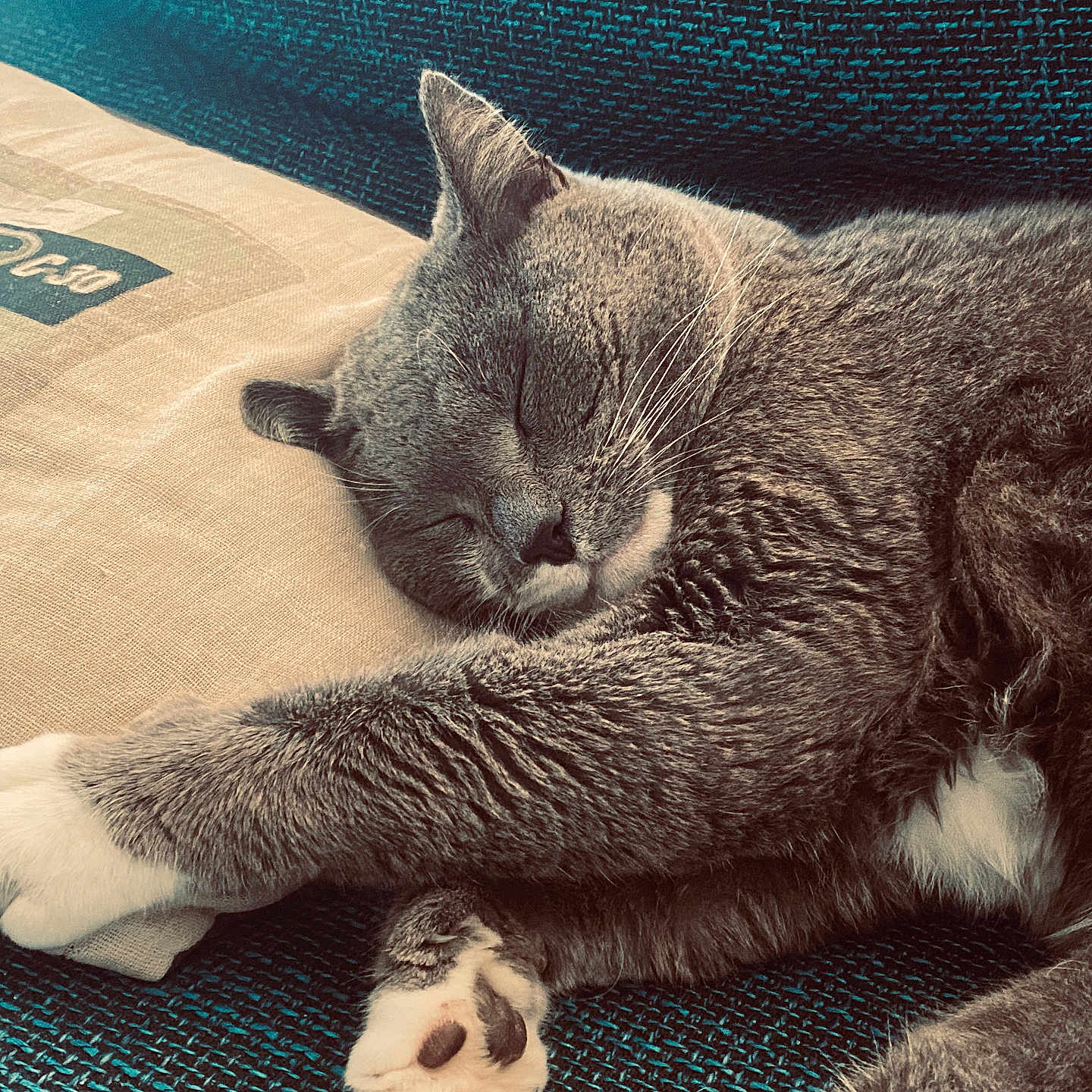 Ostri a rejoint le concours — aidez-le/la à gagner de superbes lots ! animal, cat, closeup, comfort, cozy, cushion, cute, fur, gray, indoor, mammal, paw, pet, pillow, relaxation, rest, sleeping, texture, whiskers, white