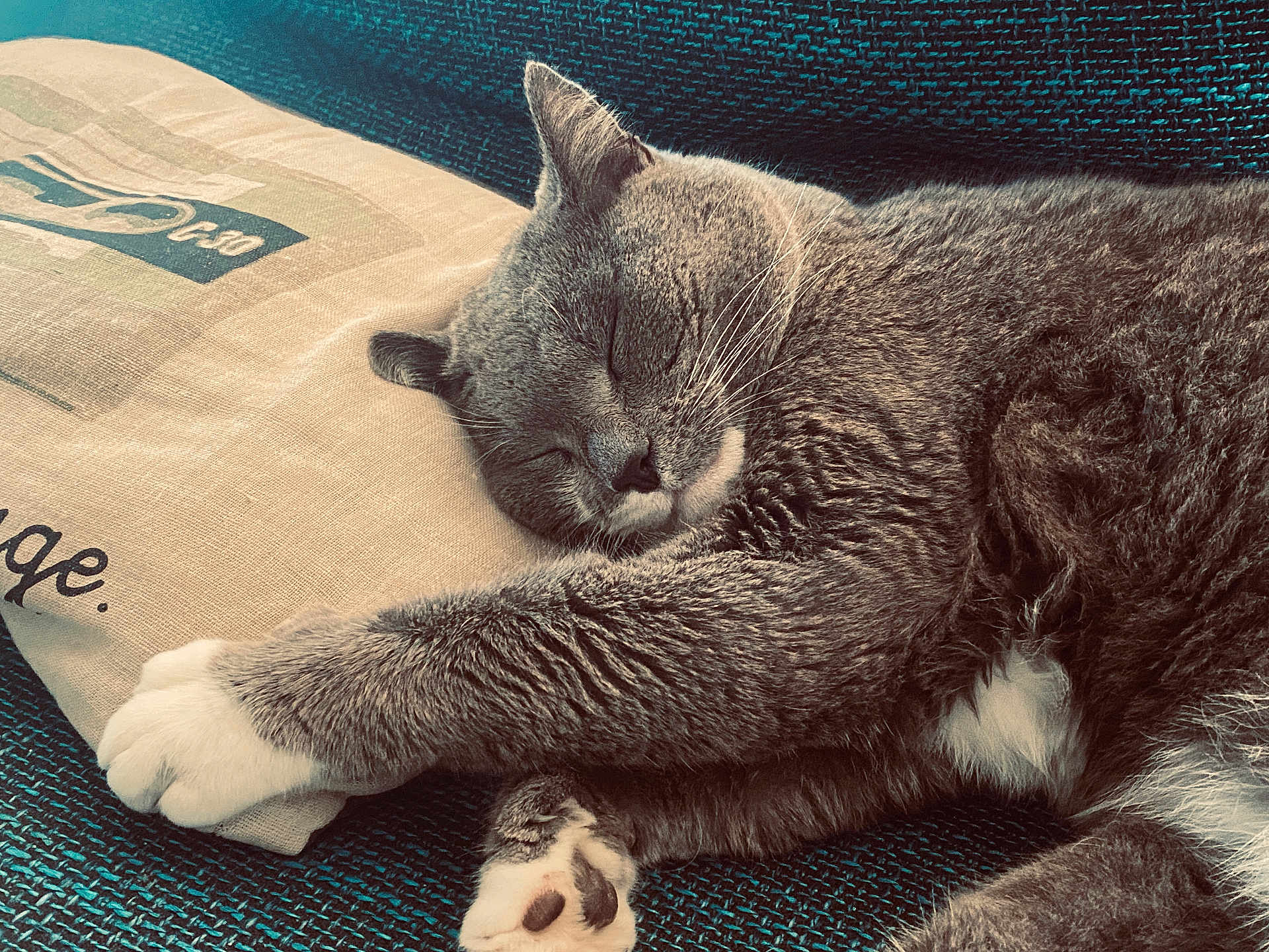 Ostri a rejoint le concours — aidez-le/la à gagner de superbes lots ! cat, sleeping, paw, cushion, pillow, fur, whiskers, relaxation, indoor, closeup, pet, animal, cozy, rest, mammal, gray, white, texture, comfort, cute