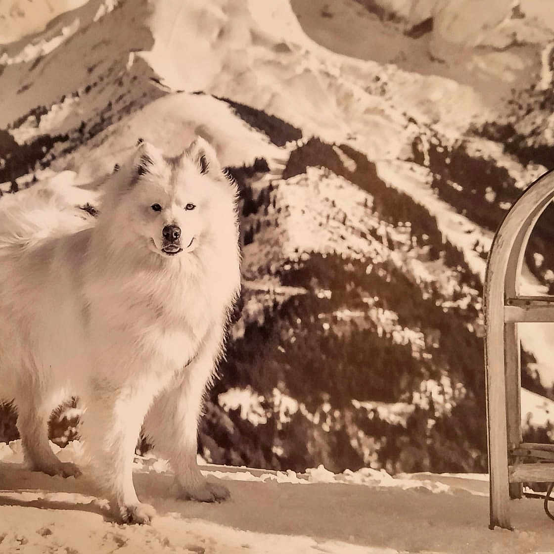 Caboche a rejoint le concours — aidez-le/la à gagner de superbes lots ! alpine, canine, dog, fluffy, forest, fur_texture, landscape, mountain, nose, outdoor, paw, portrait, samoyed, scenic, sled, snow, standing, white_fur, winter, wooden_sled