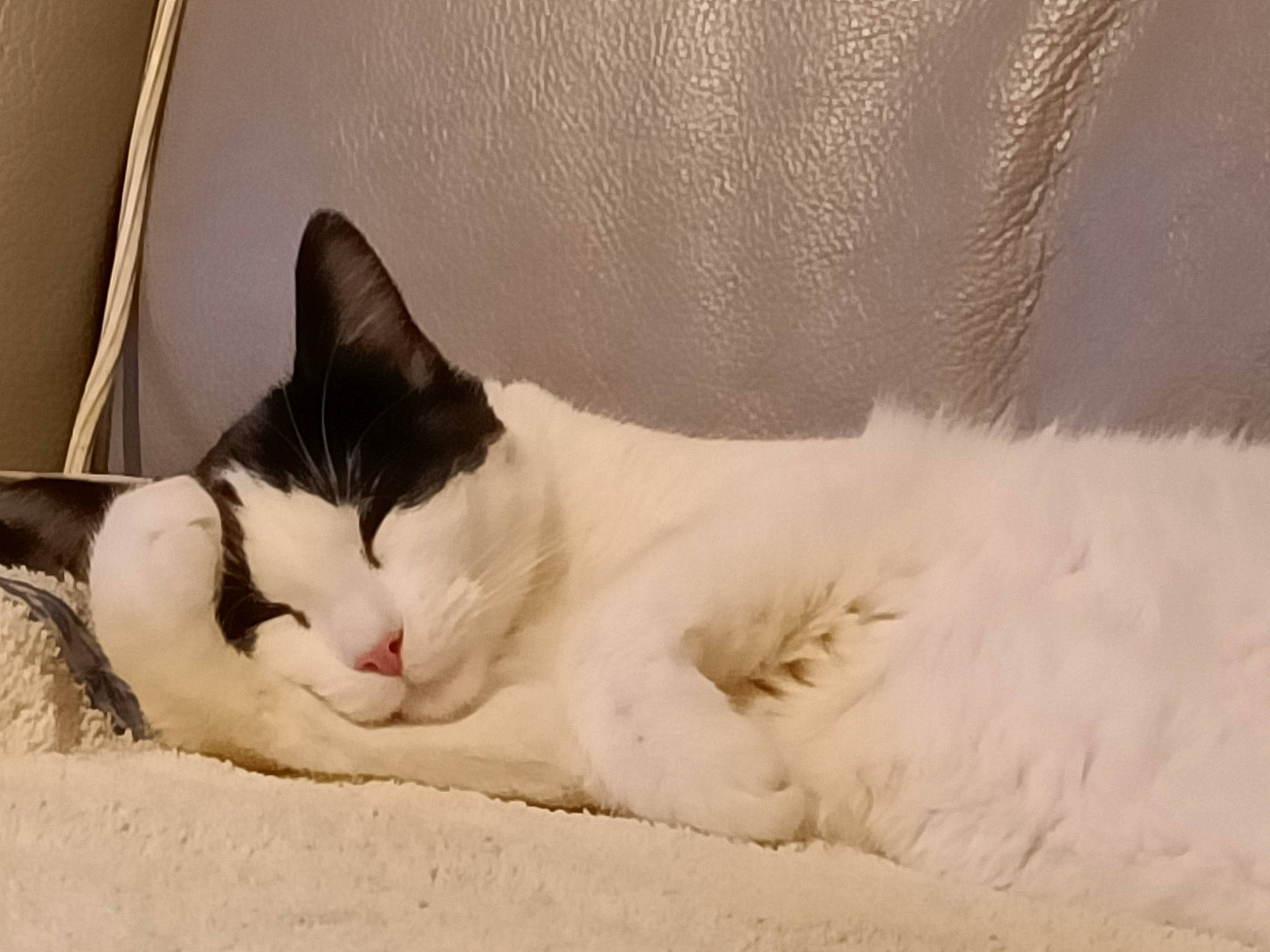 Ti Punch a rejoint le concours — aidez-le/la à gagner de superbes lots ! bedding, carnivore, cat, comfort, domestic_short_haired_cat, eye, felidae, foot, fur, head, linens, nap, paw, sleep, small_to_medium_sized_cats, snout, snow, tail, terrestrial_animal, whiskers