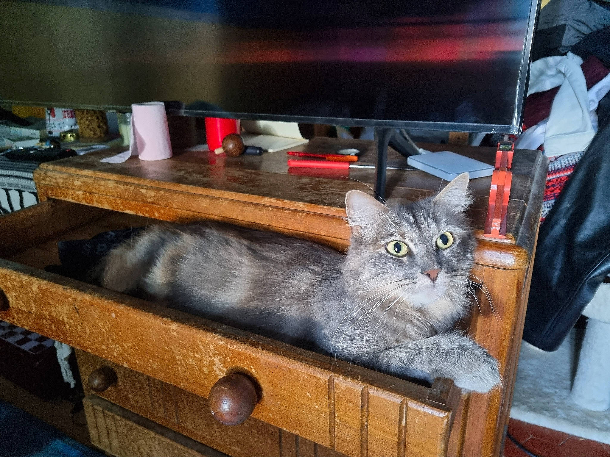 Mystic a rejoint le concours — aidez-le/la à gagner de superbes lots ! box, carnivore, cat, chartreux, domestic_short_haired_cat, drawer, felidae, fur, grey, hardwood, paw, room, shelf, shelving, sitting, small_to_medium_sized_cats, table, tail, whiskers, wood