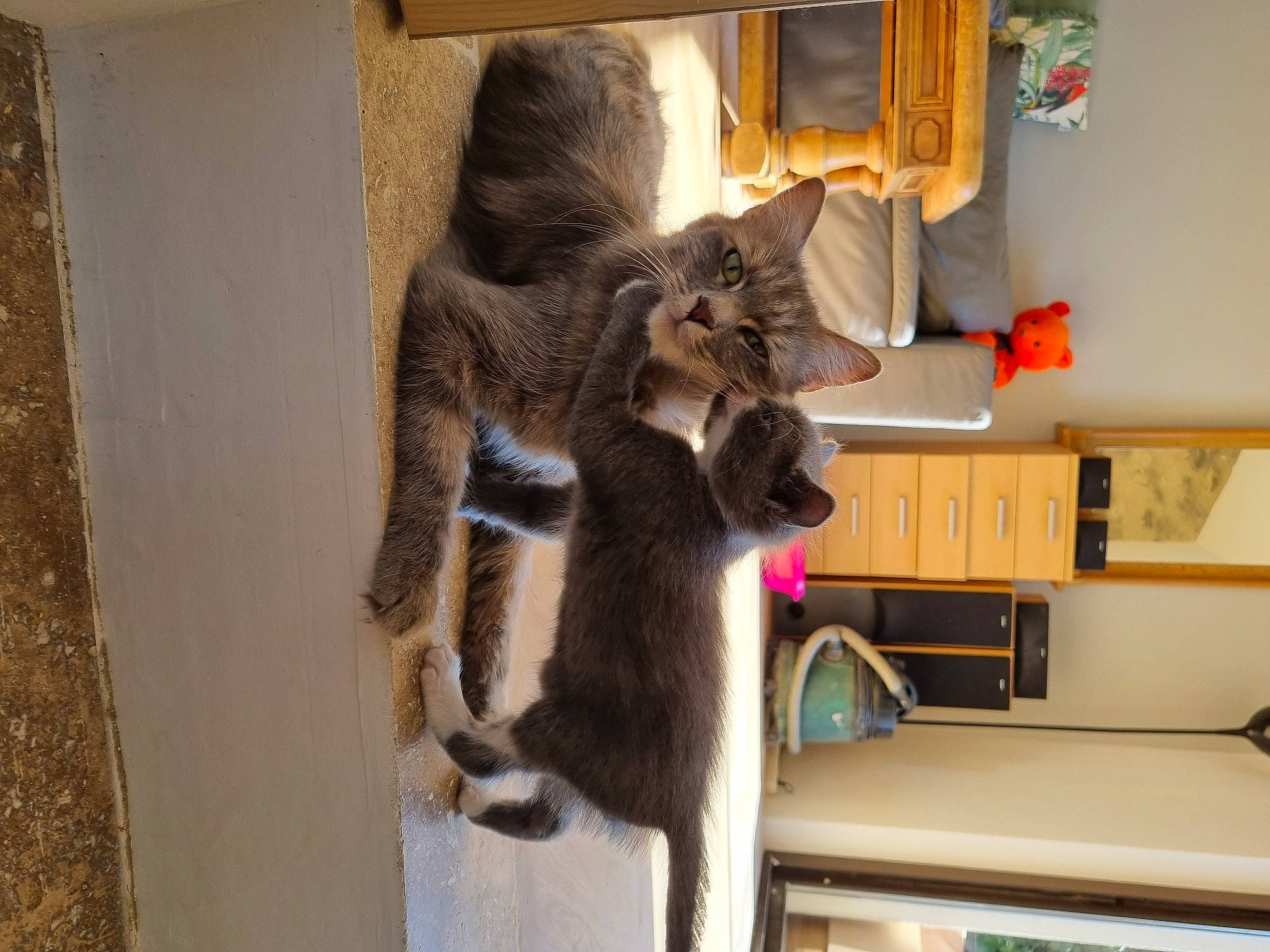 Mystic a rejoint le concours — aidez-le/la à gagner de superbes lots ! art, canidae, carnivore, cat, comfort, domestic_short_haired_cat, fawn, felidae, fur, grey, houseplant, natural_material, room, shelf, small_to_medium_sized_cats, sporting_group, tail, terrestrial_animal, whiskers, wood