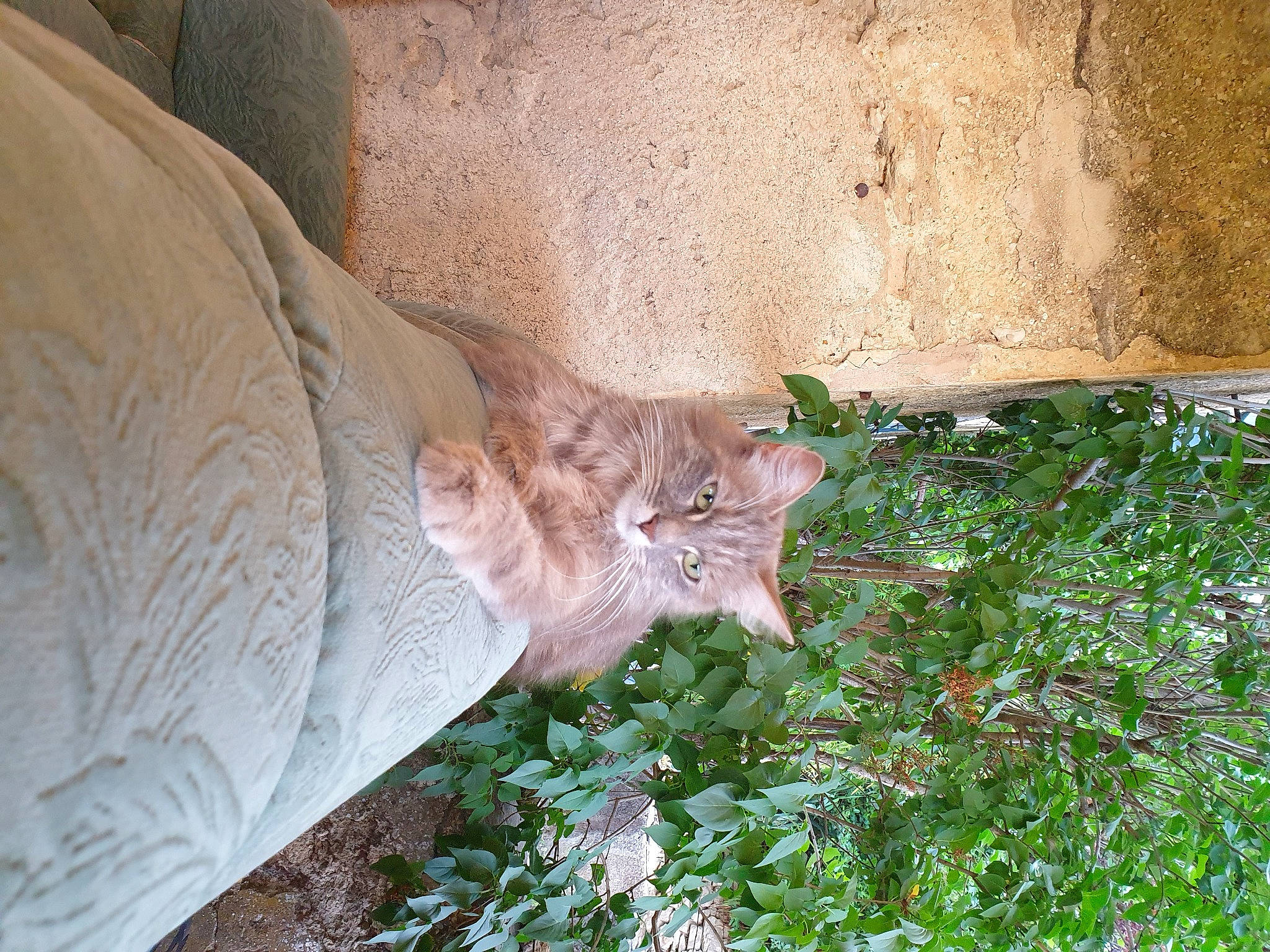 Mystic participe au concours pour gagner de l'argent avec cette photo : carnivore, cat, comfort, domestic_short_haired_cat, fawn, felidae, fur, grass, grass_family, groundcover, herb, human_leg, plant, small_to_medium_sized_cats, tail, terrestrial_animal, trunk, whiskers, wildlife, wood