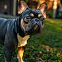 Bubbles joined the competition — help win amazing prizes! dog, french_bulldog, outdoor, grass, pet, animal, canine, portrait, close_up, ears, face, black_coat, tan_markings, white_chest, daylight, yard, house, focus, nature, cute