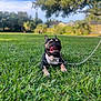 Bubbles joined the competition — help win amazing prizes! dog, french_bulldog, grass, outdoor, sunny, tongue_out, leash, pet, happy, nature, greenery, playing, canine, animal, summer, park, closeup, smiling, mammal, daytime