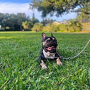 Bubbles joined the competition — help win amazing prizes! dog, french_bulldog, grass, leash, collar, panting, park, outdoor, sunny, greenery, pet, animal, canine, nature, smiling, tongue_out, resting, daytime, happy, blurred_background