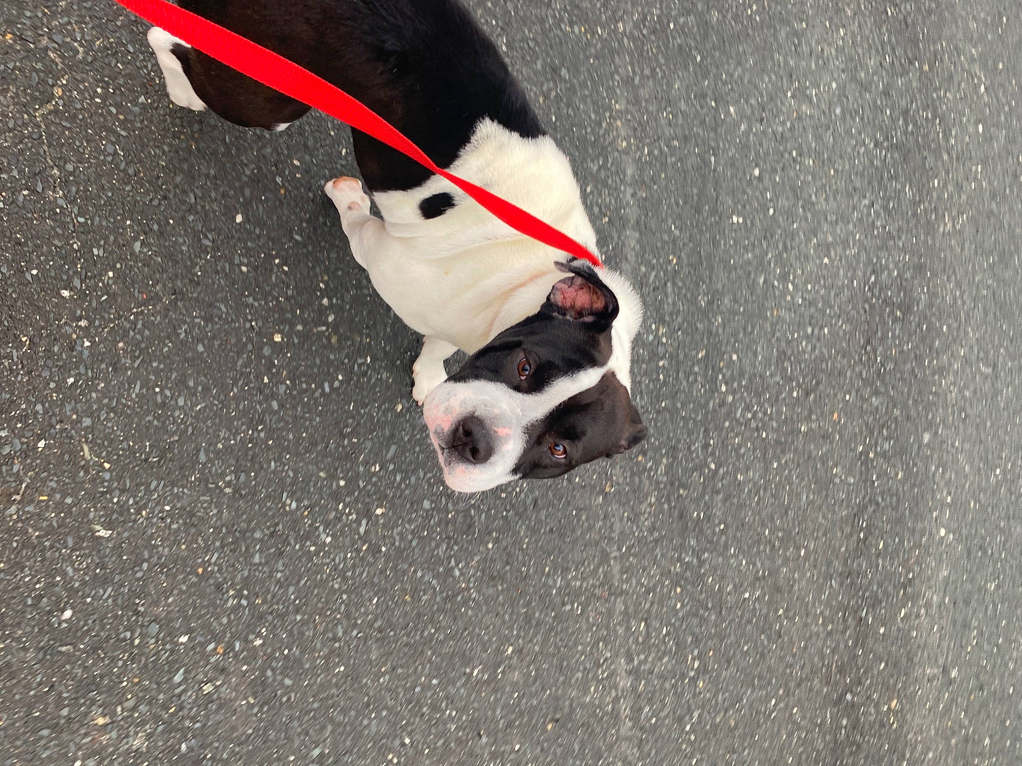 Latto is registered to the contest to win money with this photo: asphalt, canidae, carmine, carnivore, collar, companion_dog, concrete, dog, dog_breed, dog_collar, dog_supply, fawn, leash, paw, pet_supply, road_surface, snout, sporting_group, tail, working_animal