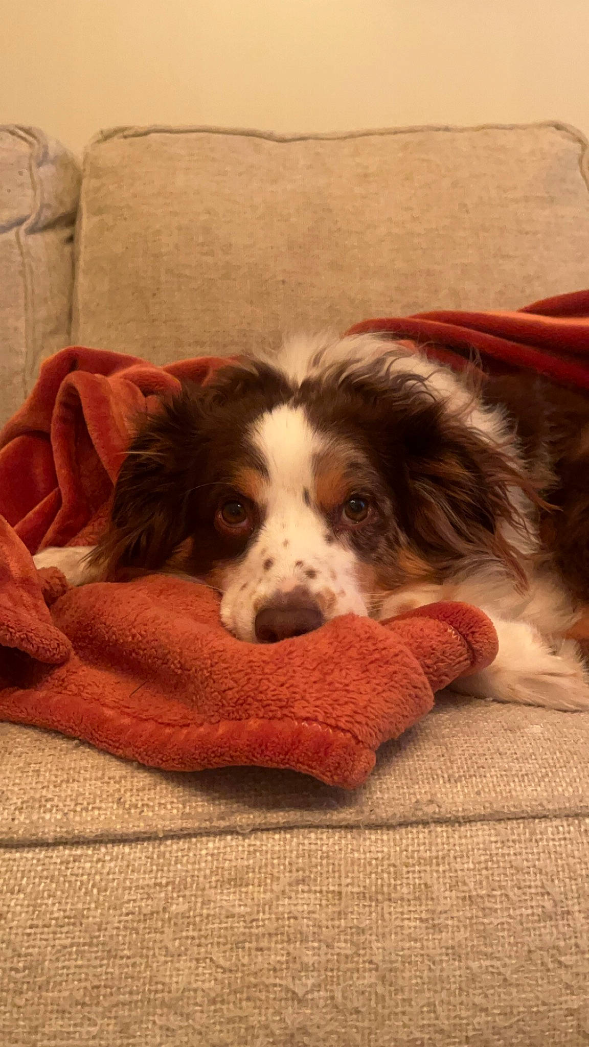 Maui is registered to the contest to win money with this photo: border_collie, bored, canidae, carnivore, cavalier_king_charles_spaniel, comfort, companion_dog, couch, dog, dog_breed, flooring, fur, gun_dog, herding_dog, liver, spaniel, sporting_group, terrestrial_animal, working_animal, working_dog