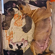 Athéna participe au concours pour gagner de l'argent avec cette photo : dog, puppies, mother_dog, sleeping, whelping_box, blanket, indoor, animal, newborn, cute, brown_dog, black_puppy, white_puppy, resting, family, canine, floor, tile, orange_tape, nursing