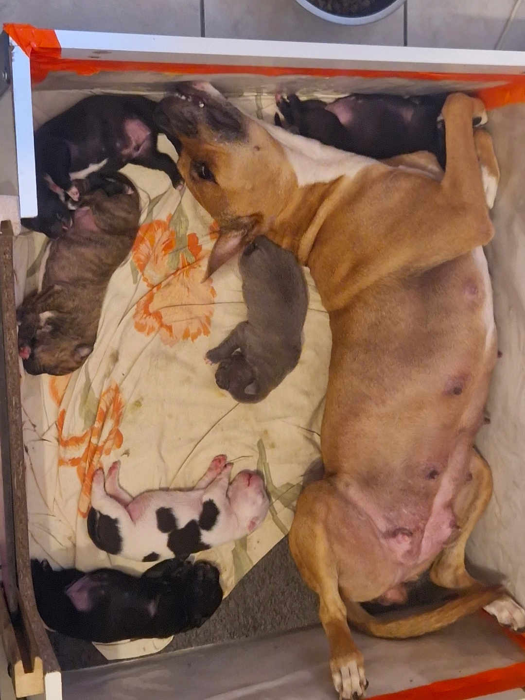 Athéna participe au concours pour gagner de l'argent avec cette photo : dog, puppies, mother_dog, sleeping, whelping_box, blanket, indoor, animal, newborn, cute, brown_dog, black_puppy, white_puppy, resting, family, canine, floor, tile, orange_tape, nursing