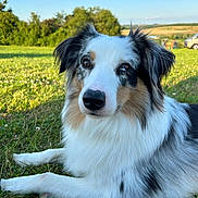 Urgo participe au concours pour gagner de l'argent avec cette photo : animal, canine, car, cockerspaniel, collie, dog, field, grass, grassland, lawn, nature, outdoors, papillon, person, pet, plant, puppy, terrier, transportation, vehicle